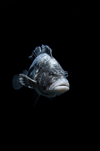 Foto gratuita peces de aspecto sencillo con fondo negro