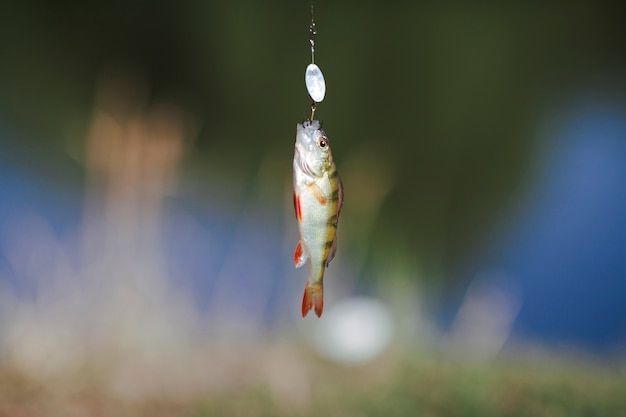 Peces colgando de un gancho sobre fondo borroso