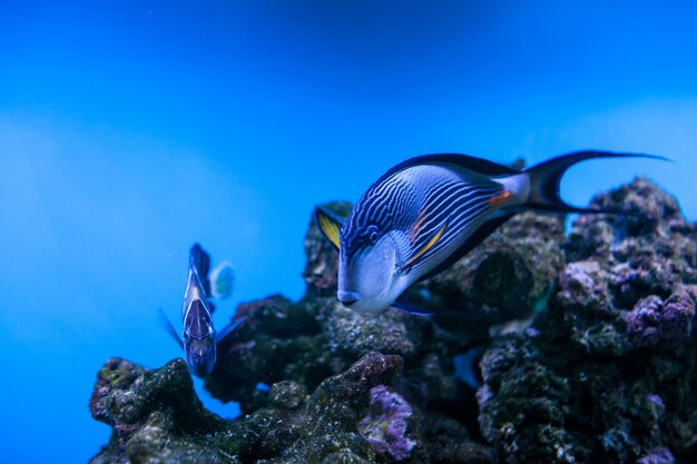 Peces coral acuario arrecife mar