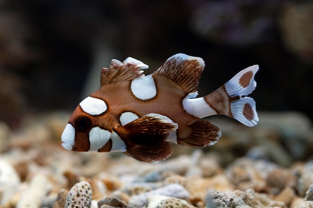 peces de labios dulces manchados en los fondos marinos y arrecifes de coral