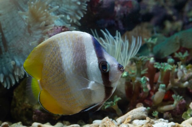 Peces marinos Hermosos peces en los fondos marinos y arrecifes de coral