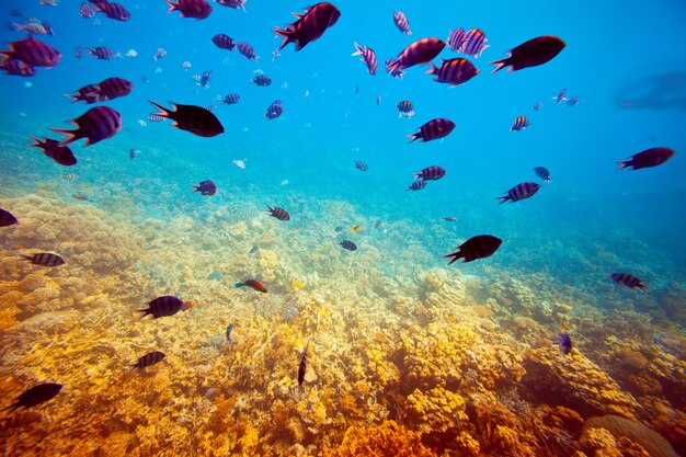 peces tropicales en el área de los arrecifes de coral