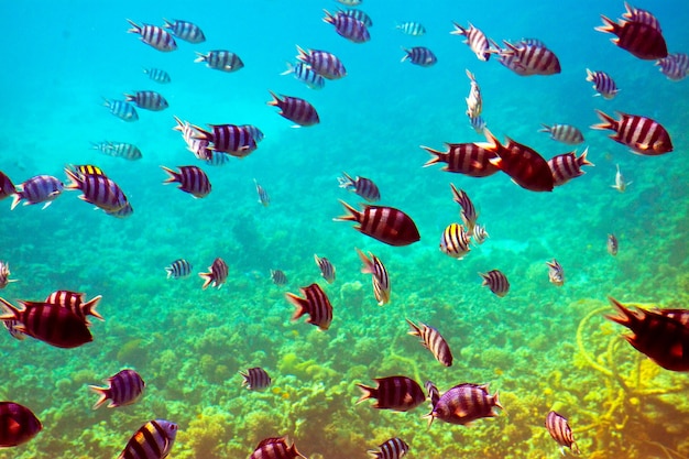 Foto gratuita peces tropicales en el área de los arrecifes de coral