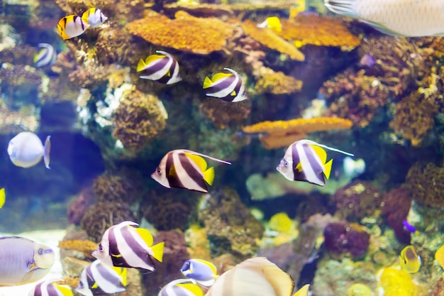 Foto gratuita peces tropicales en el arrecife de coral