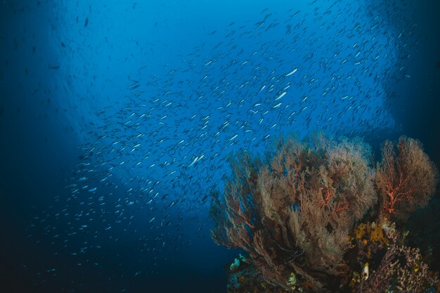 Peces tropicales y arrecifes de coral a la luz del sol