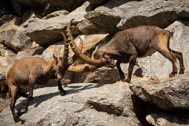 Foto gratuita pelea de cabras montesas en la zona de las montañas rocosas animales salvajes en cautiverio dos machos peleando por hembras