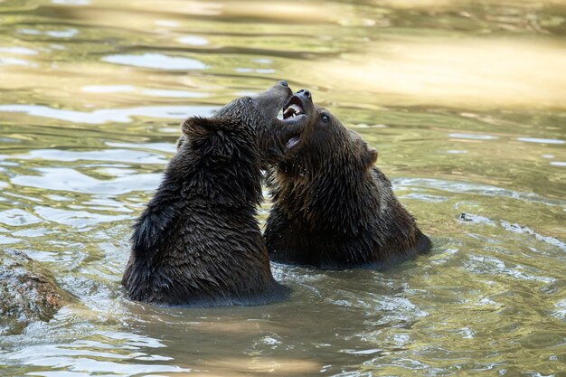 Pelea de verano entre los hermanos osos Ursos arctos