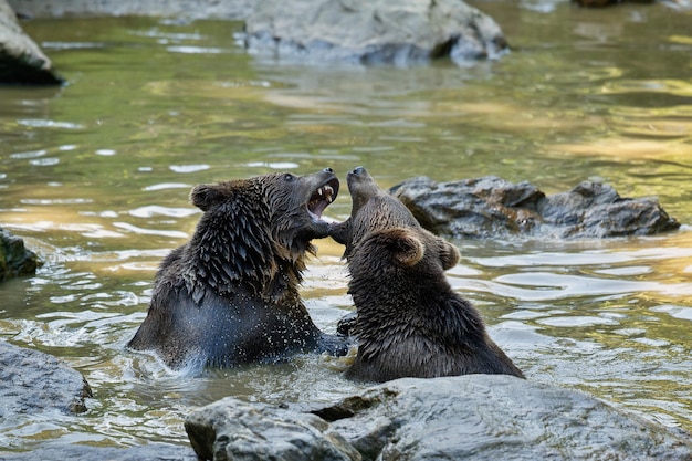 Pelea de verano entre los hermanos osos Ursos arctos