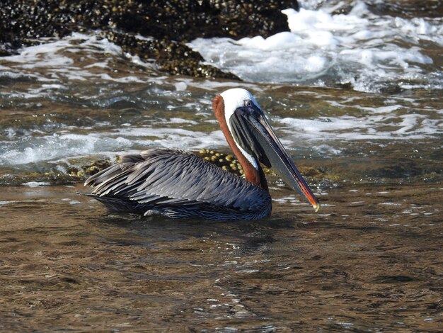 Pelícano grande en el agua en las Islas Galápagos