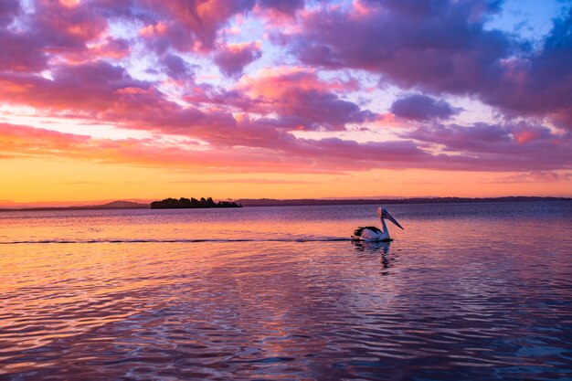 Pelícano nadando en el lago bajo el cielo nublado dorado al atardecer