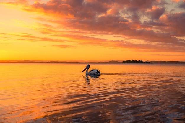 Pelícano nadando en el lago bajo el cielo nublado dorado al atardecer