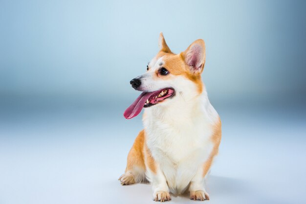 El pembroke corgi galés sentado