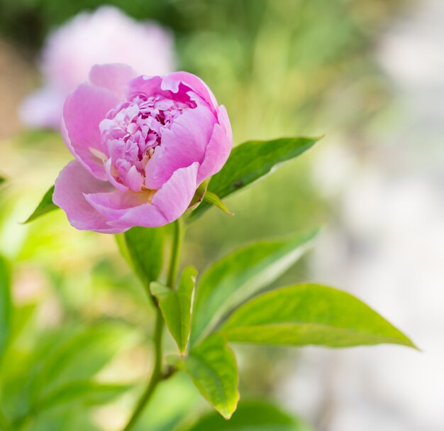 Peonía rosa