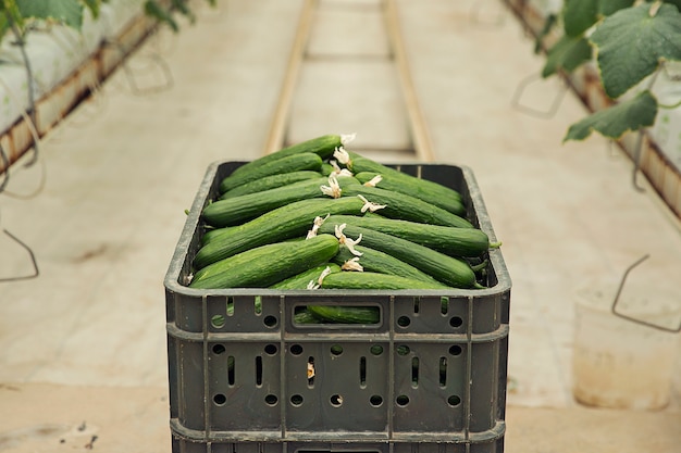 Foto gratuita pepino fresco recogido de plantas de invernadero.