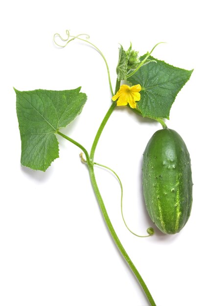 Pepino verde con hojas y flores aislado en blanco