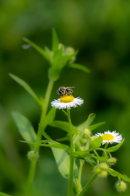 Pequeña abeja polinizando una flor de manzanilla blanca