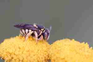 Foto gratuita una pequeña abeja de resina rotunda