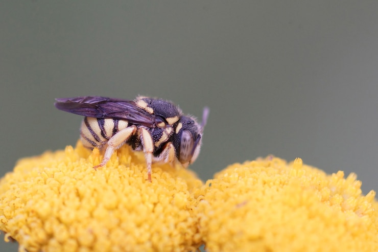 Foto gratuito una pequeña abeja de resina rotunda