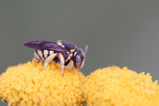 Una pequeña abeja de resina rotunda