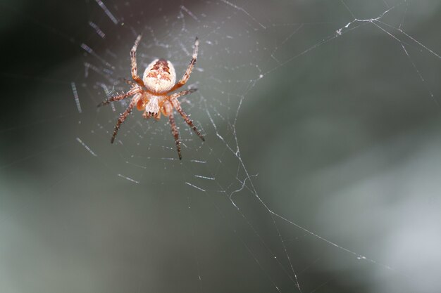 Pequeña araña cruzada