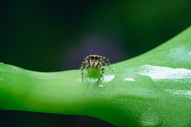 Pequeña araña saltadora sobre una hoja mojada