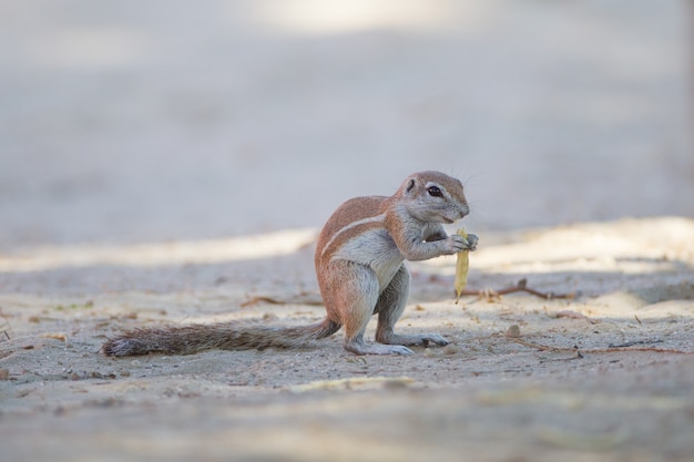 Pequeña ardilla linda que se coloca en el medio del suelo cubierto de arena