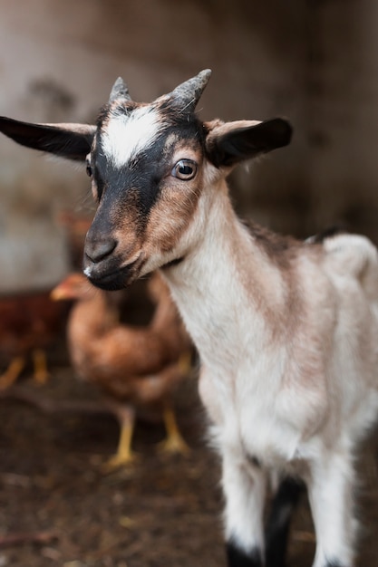 Pequeña cabra con cuernos sentado en el granero