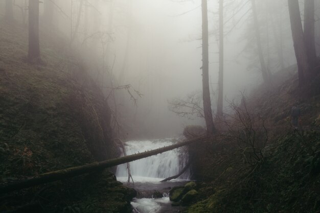 Una pequeña cascada en un espeluznante bosque oscuro