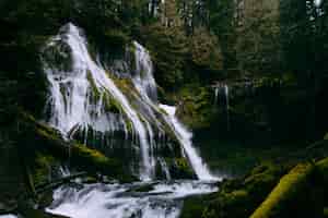 Foto gratuita una pequeña cascada hermosa en un bosque que forma un río