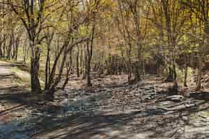 Foto gratuita pequeña corriente en bosque