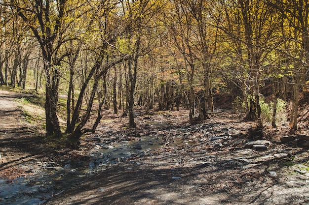 Pequeña corriente en bosque