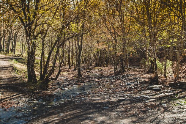 Pequeña corriente en bosque