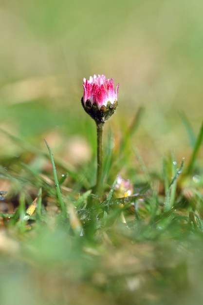 &quot;Pequeña flor en hierba&quot;