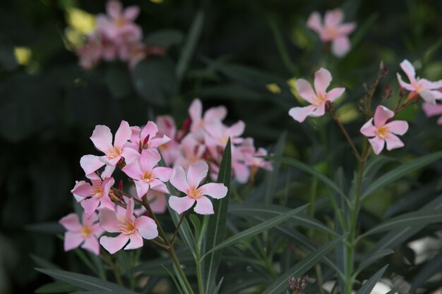 pequeña flor de pasto.