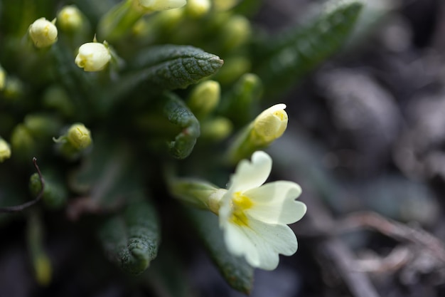 Una pequeña flor de primavera blanca crece desde el suelo