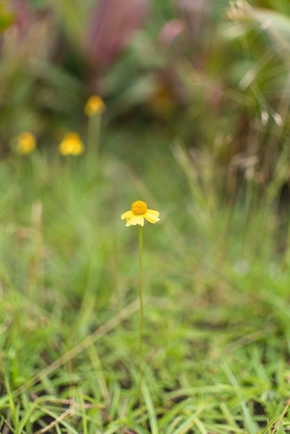 Pequeña flor que crece en el jardín.