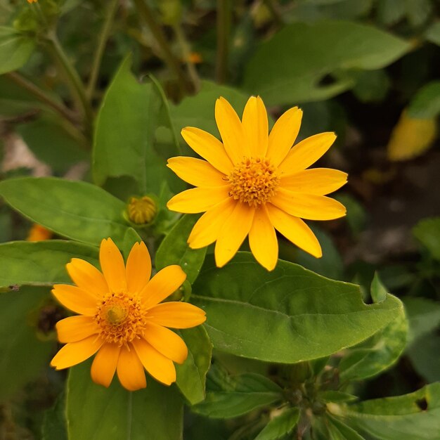 Pequeña flor de sol con hojas verdes