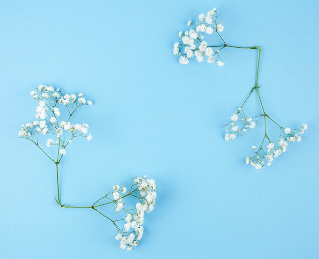 Pequeña gypsophila blanca sobre fondo azul