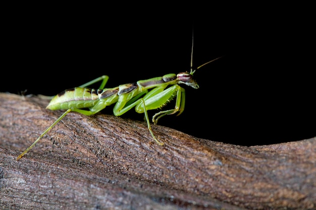 Pequeña mantis hormiga asiática en rama con primer plano de insecto de fondo negro