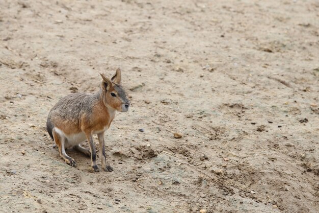 Pequeña mara patagónica en arena