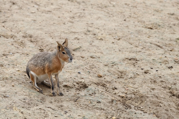 Pequeña mara patagónica en arena