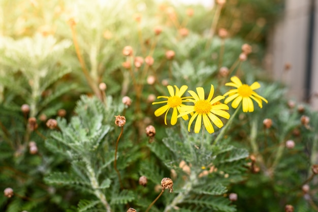 Pequeña margarita amarilla flor silvestre con el fondo marchito estambre de cerca