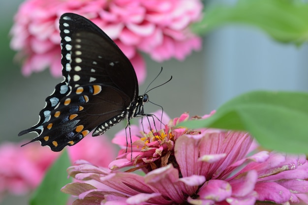 Pequeña mariposa Satyrium negra sobre una flor rosa