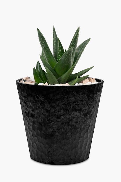 Foto gratuita pequeña planta de aloe vera en una linda maceta