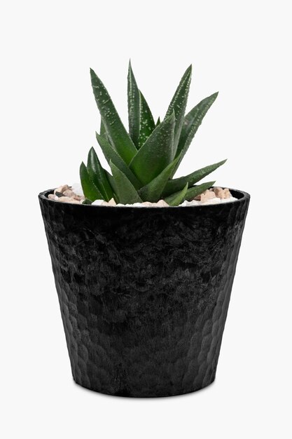 Pequeña planta de aloe vera en una linda maceta