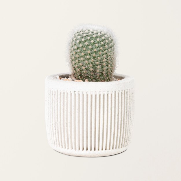 Pequeña planta de cactus en una maceta blanca