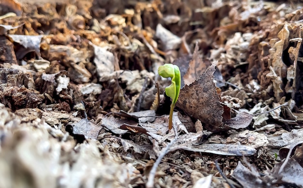 Pequeña planta que brota en primavera entre follaje viejo en el bosque.