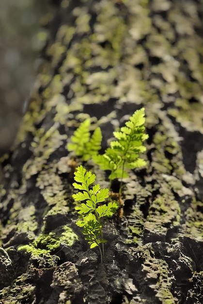 Pequeña planta verde en un tronco