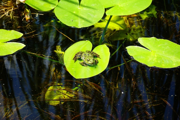 Foto gratuita pequeña rana encima de una hoja verde en un estanque