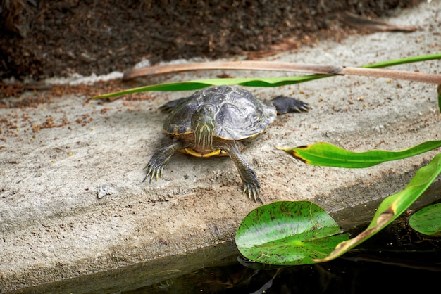 Pequeña rana tortuga en un jardín verde